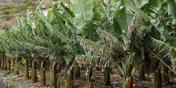 Ilustrasi 10 kecamatan penghasil pisang di Kabupaten Malang. (Sumber: Pixabay/Efraimstochter)