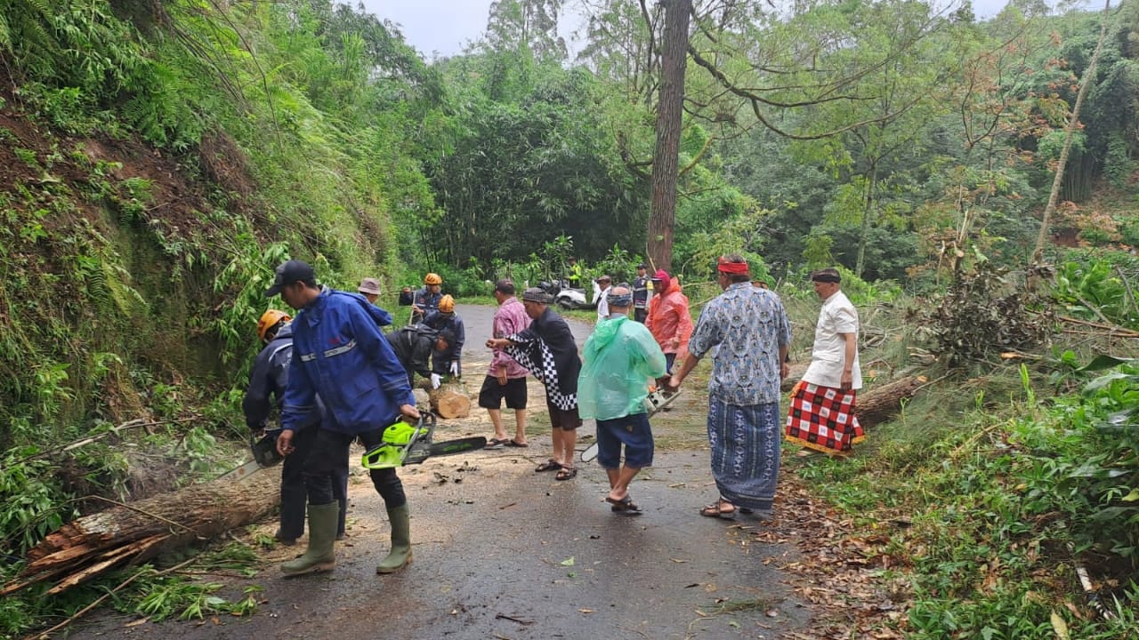 Petugas BPBD Kota Batu mengevakuasi pohon tumbang. 