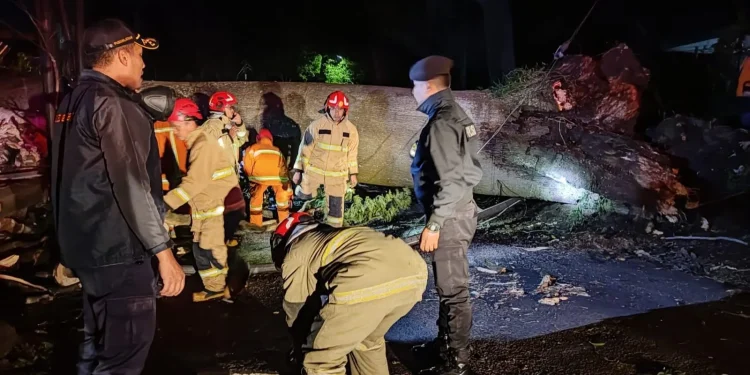 Pohon raksasa di Kota Batu, Dusun Dresel, Desa Tlekung tumbang hingga memakan korban pada Selasa (12/3/2024). Foto: BPBD Kota Batu