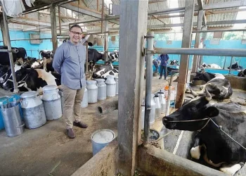 Pj Wali Kota Batu, Aries Agung Paewai, berkunjung ke salah satu peternak sapi perah sukses di Desa Tlekung, Junrejo. Produk turunannya mulai olahan keju hingga butter. Foto: Prokopim KWB