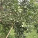 Kebun jeruk di Kecamatan Dau yang produksinya terus berkembang. Foto: Aisyah Nawangsari Putri