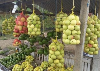 Produksi apel Poncokusumo, Kabupaten Malang, terus menurun. Foto: Aisyah Nawangsari Putri
