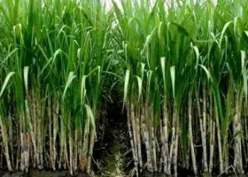Kecamatan Penghasil Tebu di Kabupaten Malang. Foto/Pinterest