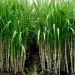 Kecamatan Penghasil Tebu di Kabupaten Malang. Foto/Pinterest