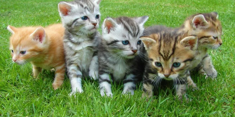 Ilustrasi kucing/Foto: Pixabay/Pexels