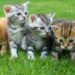 6 Jenis Kucing Paling Unik yang Banyak Diburu Cat Lovers