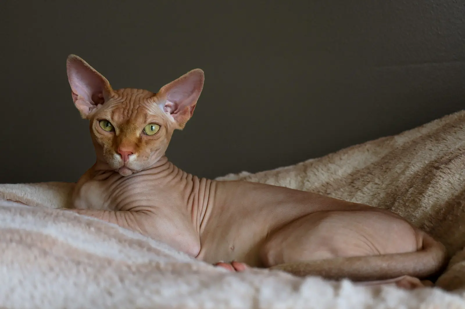 kucing