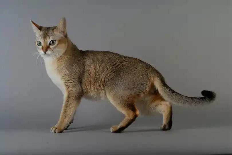 Kucing