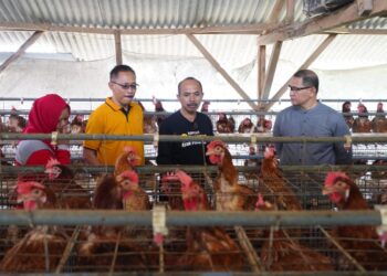 Pj Wali Kota Batu, Aries Agung Paewai, saat mengunjungi peternak ayam di Desa Tlekung dalam rangka mengatasi meroketnya harga telur jelang Lebaran 2024. Foto: Prokopim KWB