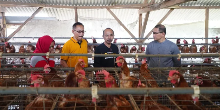 Pj Wali Kota Batu, Aries Agung Paewai, saat mengunjungi peternak ayam di Desa Tlekung dalam rangka mengatasi meroketnya harga telur jelang Lebaran 2024. Foto: Prokopim KWB
