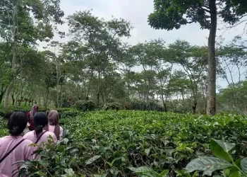 Kebun Teh Wonosari, salah satu destinasi wisata di Desa Toyomarto. Foto: Aisyah Nawangsari Putri