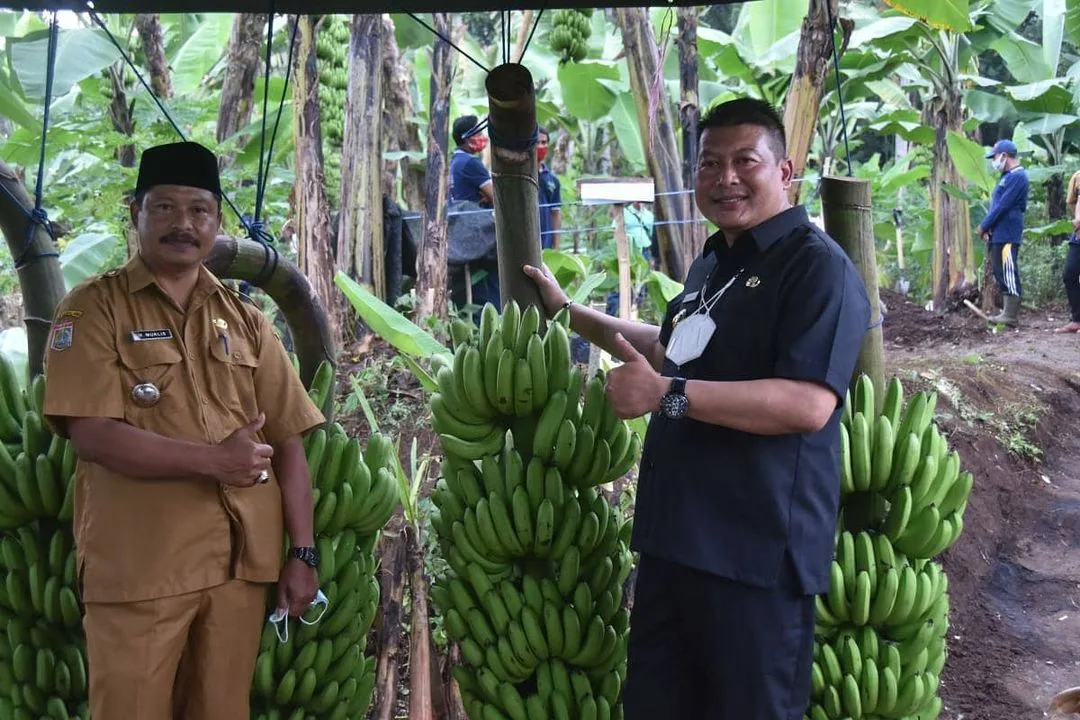 Wakil Bupati Malang, Didik Gatot Subroto (kanan) meninjau budidaya Pisang Mulyo. Foto: Pemkab Malang