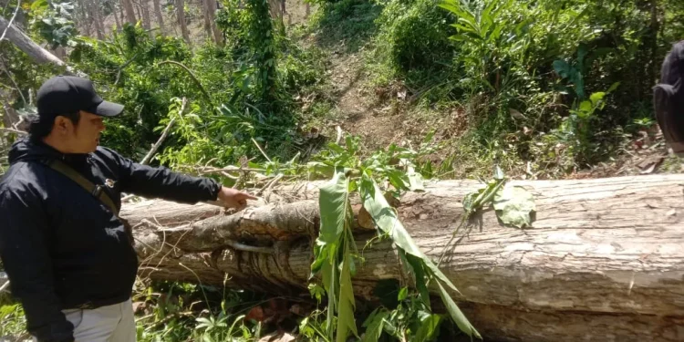 tebang pohon jati