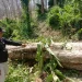tebang pohon jati