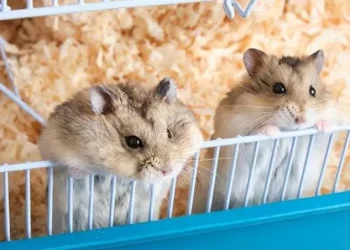 hamster