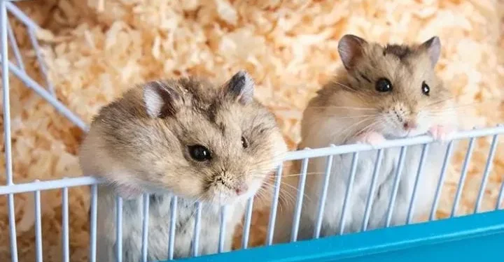 hamster