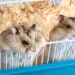 hamster