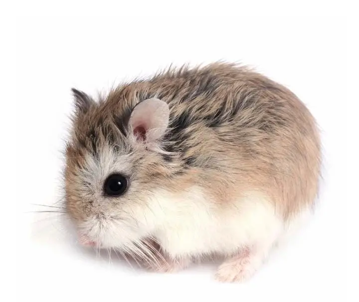 Hamster Roborovski