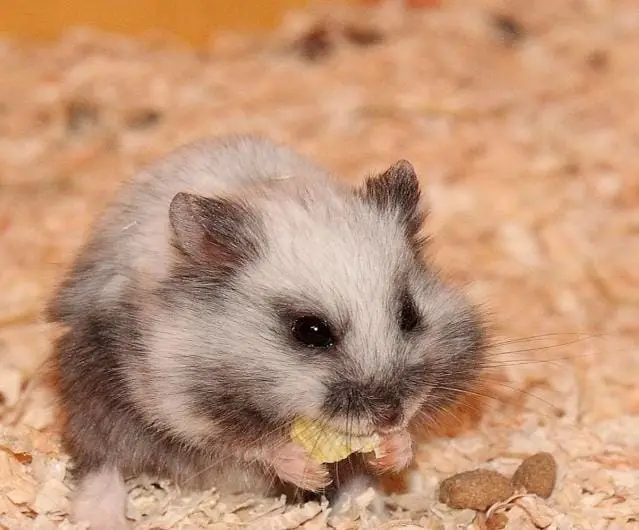 Hamster Dwarf Campbel