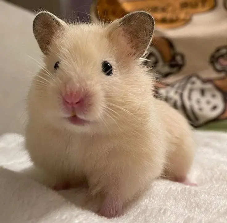Hamster Syrian