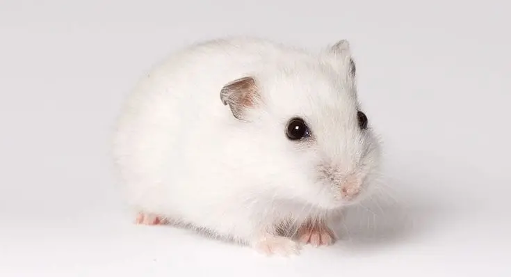 Hamster Winter White