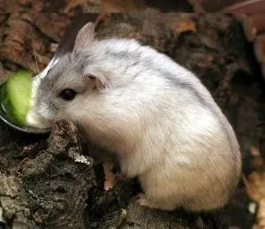 Hamster Campbell Rusia