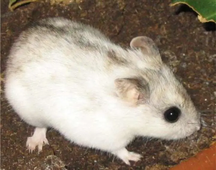 Hamster Tiongkok