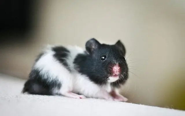 Hamster Panda