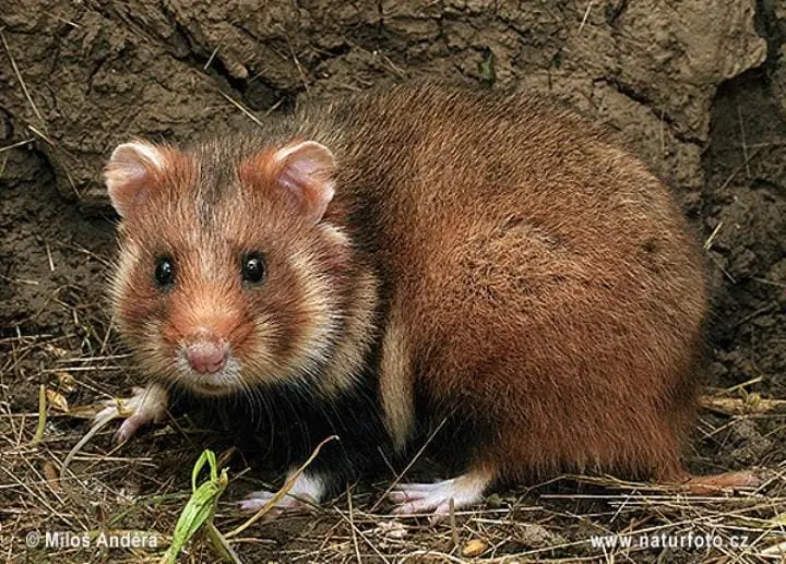 Hamster Eropa