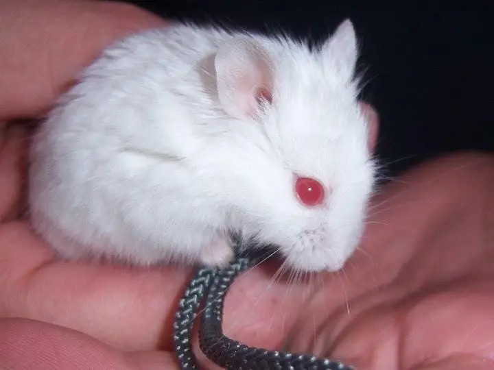 Hamster Campbell Albino