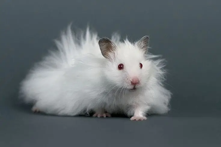 Hamster Long Haired