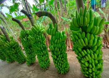 Pisang Mulyo yang dibudidayakan di Dampit. Foto: Pemprov Jatim