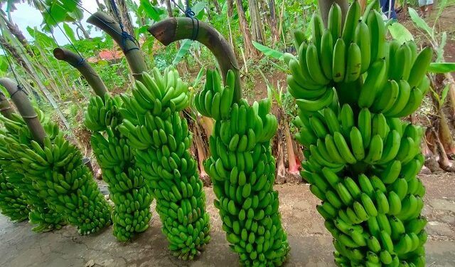 Pisang Mulyo yang dibudidayakan di Dampit. Foto: Pemprov Jatim