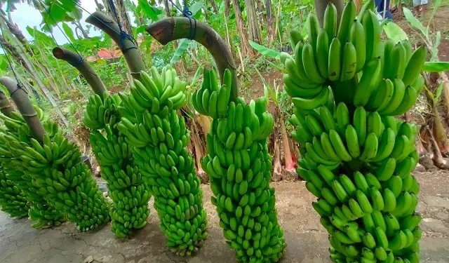 Pisang Mulyo yang dibudidayakan di Dampit. Foto: Pemprov Jatim