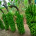 Pisang Mulyo yang dibudidayakan di Dampit. Foto: Pemprov Jatim