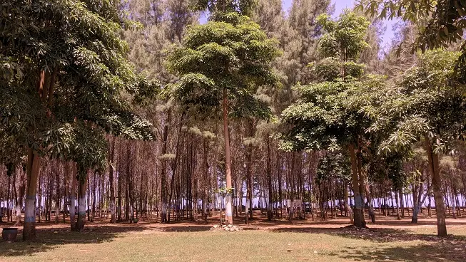 Jejeran pohon cemara di dekat bibir Pantai Watu Leter. (Foto/Fitrothul M.)
