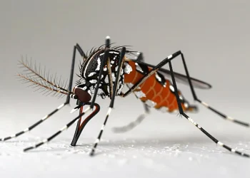 Ilustrasi data sebaran DB di Kota Batu. Ini adalah nyamuk penyebar virus DB. Foto: Freepik