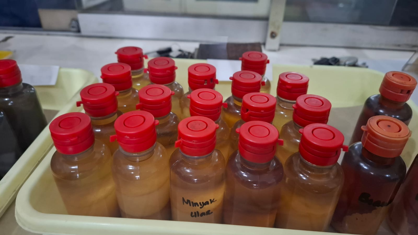 Minyak ular kobra dipercaya bisa menyembuhkan luka dan gatal dengan cepat. Foto: Aisyah Nawangsari Putri