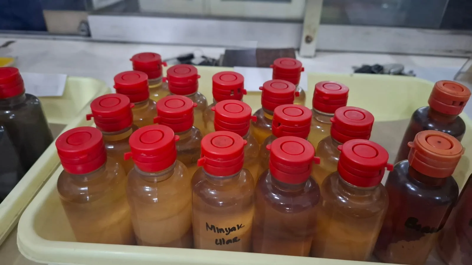 Minyak ular kobra dipercaya bisa menyembuhkan luka dan gatal dengan cepat. Foto: Aisyah Nawangsari Putri
