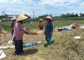Ilustrasi petani padi di Kabupaten Malang. Foto: Aisyah Nawangsari Putri