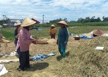 Ilustrasi petani padi di Kabupaten Malang. Foto: Aisyah Nawangsari Putri