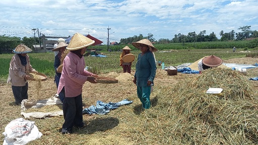 Ilustrasi petani padi di Kabupaten Malang. Foto: Aisyah Nawangsari Putri