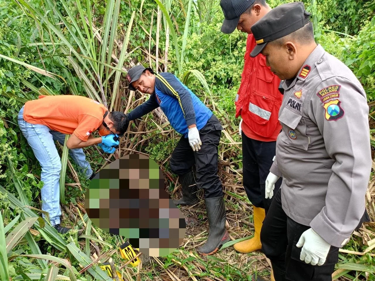 Kerangka mayat yang sudah membusuk ditemukan warga di lahan tebu. Foto: Polsek Pagelaran