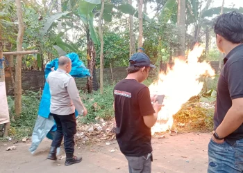 judi sabung ayam