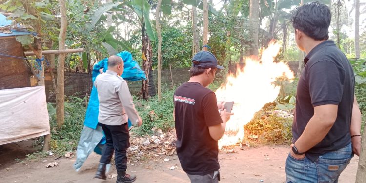 judi sabung ayam