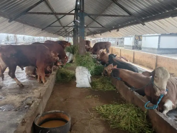 Ilustrasi, hewan sapi yang ada di Rumah Potong Hewan (RPH) milik Perumda Tunas Kota Malang, salah satu BUMD Kota Malang. (Foto/M Sholeh)