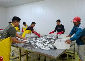 Pegawai memilah ikan yang akan dibekukan di Cold Storage Kepanjen. Foto: Aisyah Nawangsari Putri