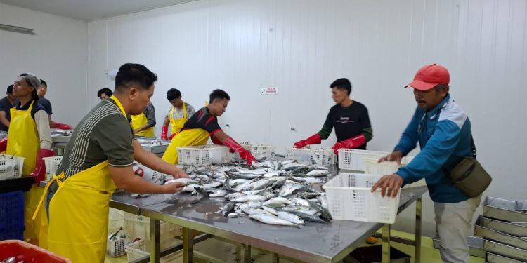 Pegawai memilah ikan yang akan dibekukan di Cold Storage Kepanjen. Foto: Aisyah Nawangsari Putri