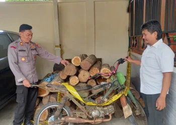 Pembalakan liar