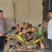 Pembalakan liar